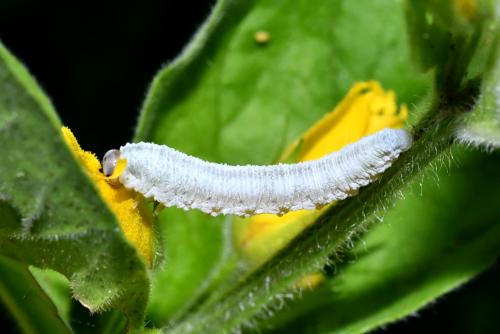 Monostegia abdominalis